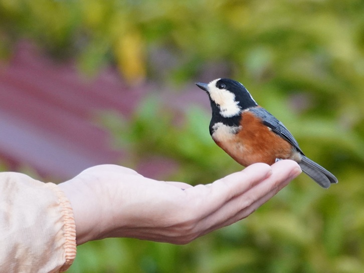 手乗りのヤマガラ