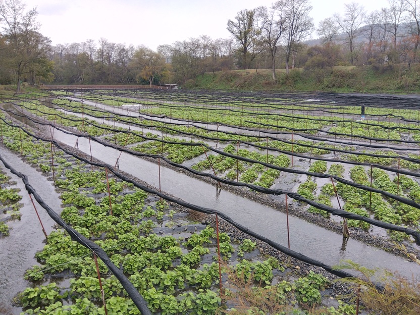 大王わさび農場のわさび田