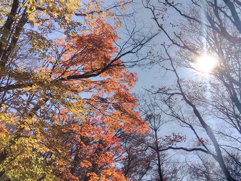 紅葉の木漏れ日