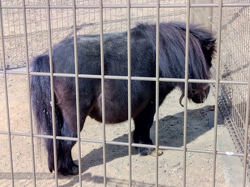 浜松市動物園のミニュチュアホース