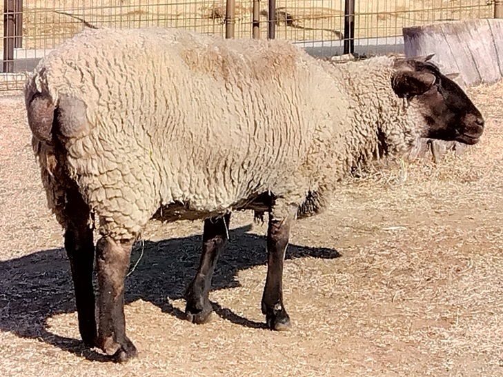 浜松市動物園の羊「サフォーク」