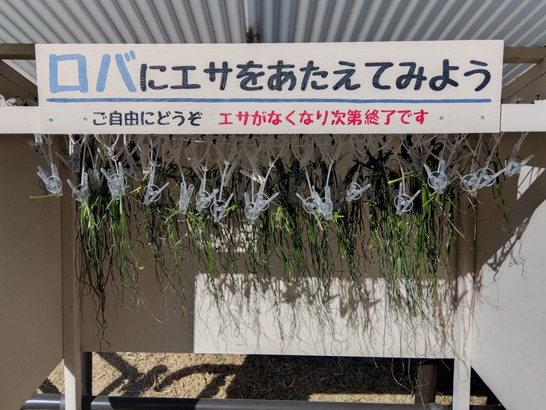 浜松市動物園の無料のロバのエサ