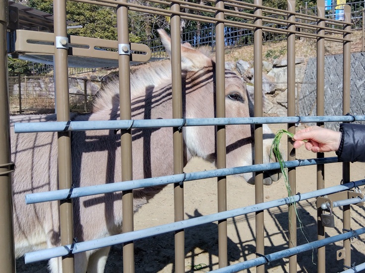 浜松市動物園のロバ１