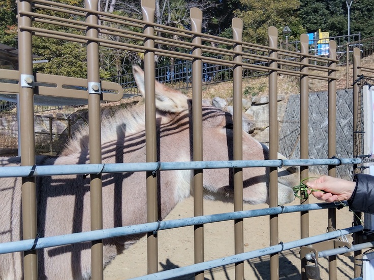 浜松市動物園のロバ２