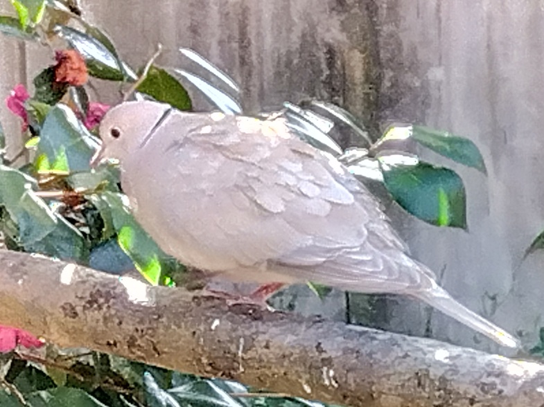 浜松市動物園のジュズカケバト