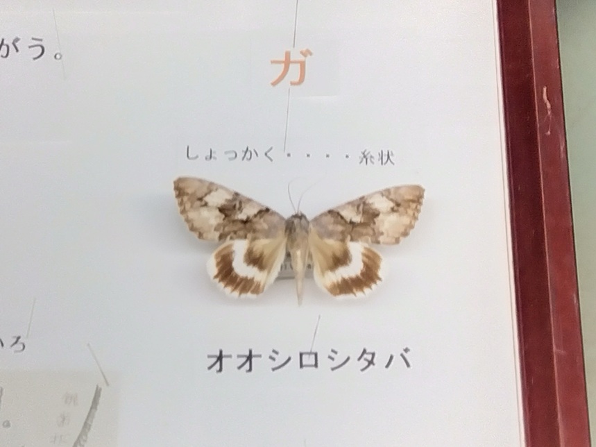 浜松市動物園のガ