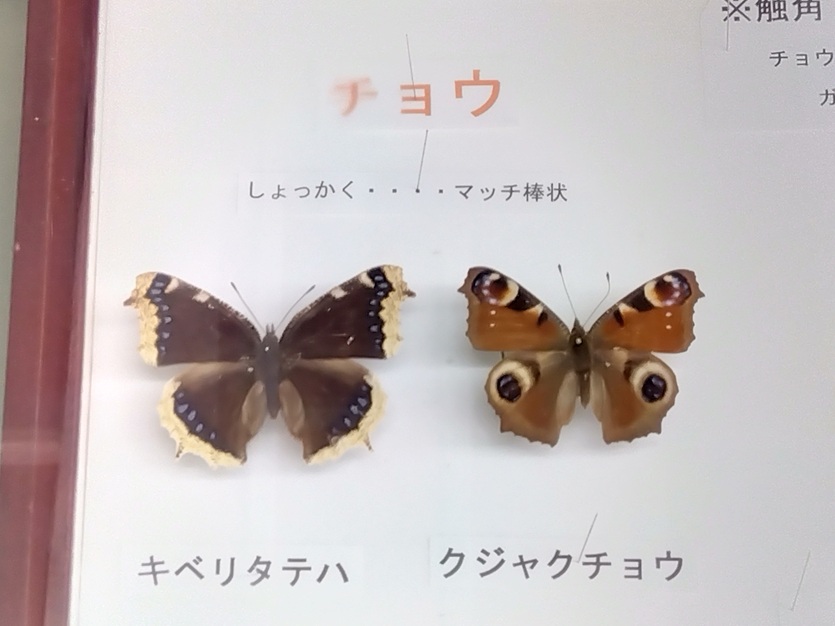 浜松市動物園の蝶