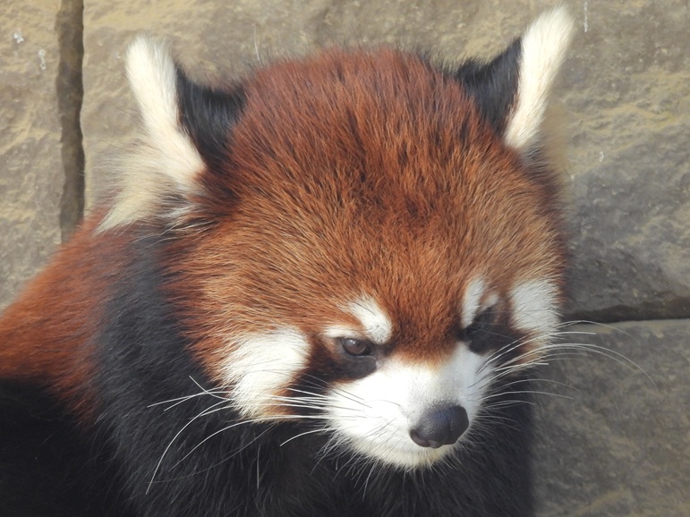 浜松市動物園のレッサーパンダ