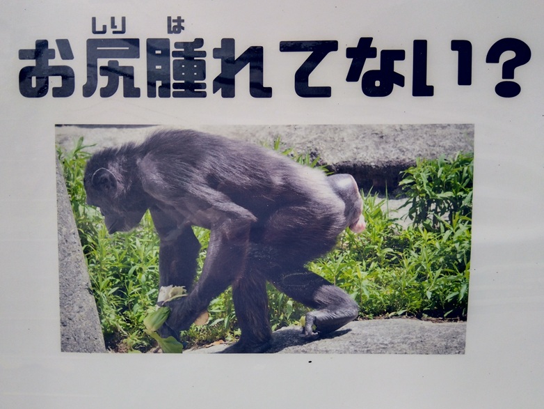 浜松市動物園のQ&A「チンパンジーのお尻晴れてない?」の問