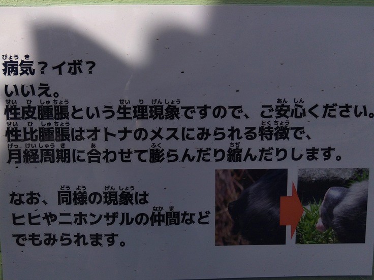 浜松市動物園のQ&A「チンパンジーのお尻晴れてない?」の解答