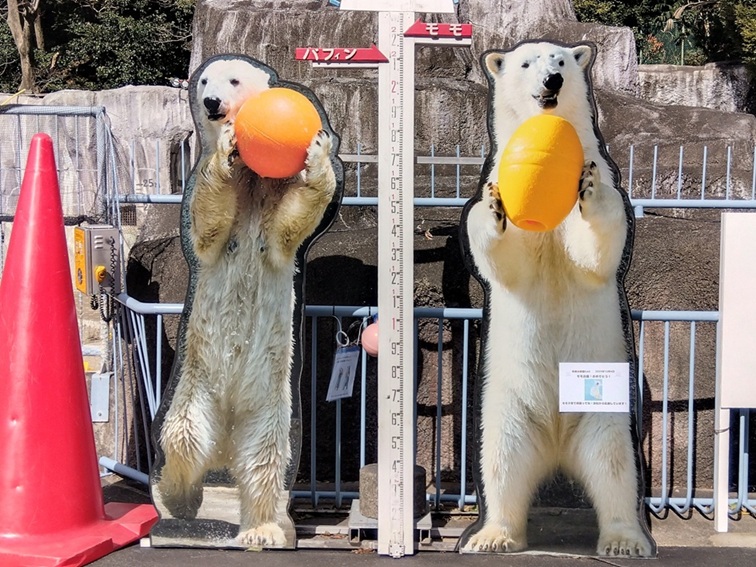 シロクマの背比べ