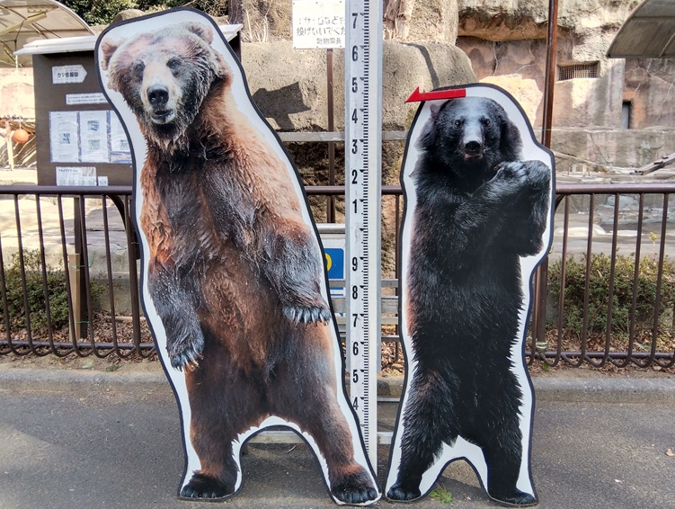 ヒグマとツキノワグマの背比べ
