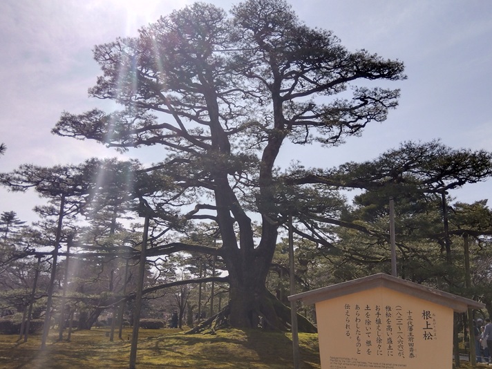 根上松