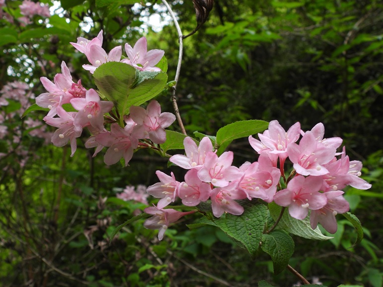 武庫川渓谷の花