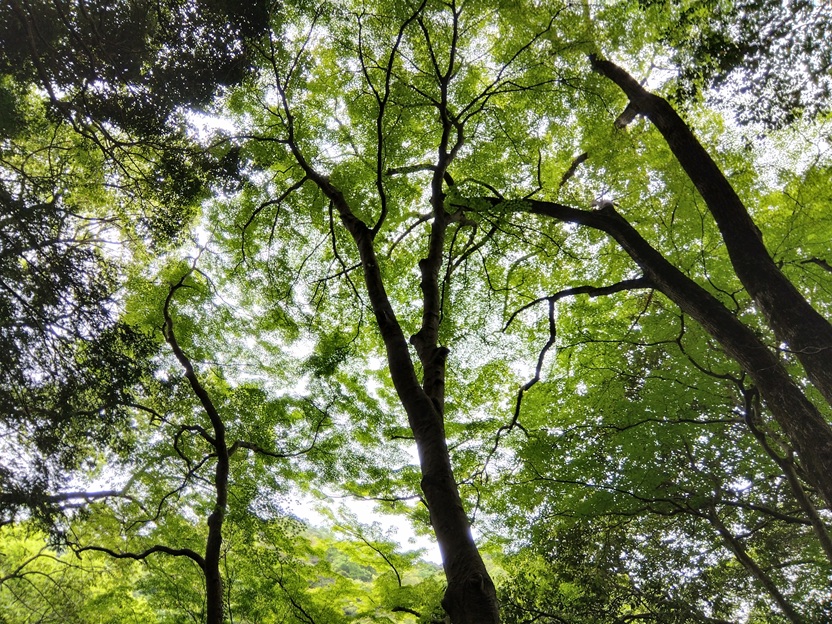 宝塚市里山公園「桜の園・亦楽山荘」のもみじ