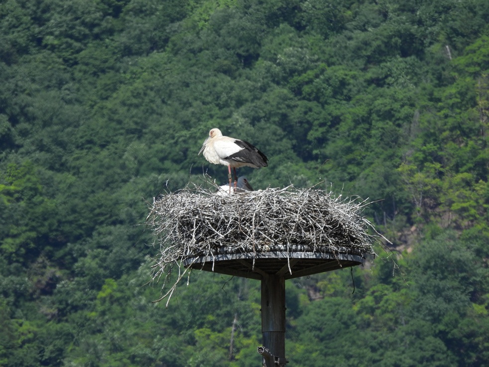 コウノトリの巣
